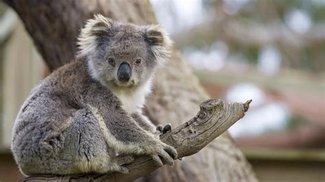 Baby Koala Wallpaper 57 Images