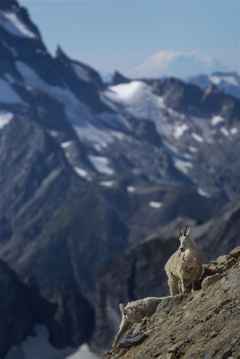 Mountain Goat North Cascades National Park William Currier Flickr