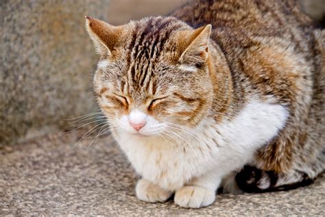 うたたねをする猫の写真素材 ぱくたそ