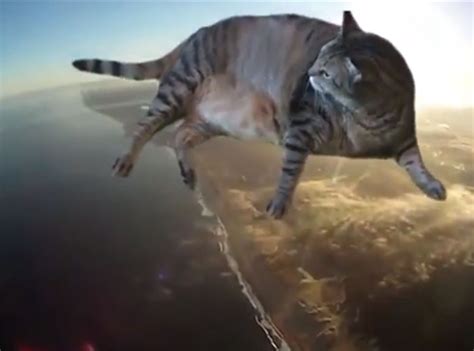 This Cat Vid Wins The Internet This Week E Online