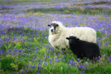 Sheep In Field Of Flowers Moutons And Sheeps Pinterest Gardens