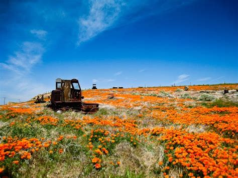 We did not find results for: Photos By Chun Ming: Poppy Fields - Lancaster, CA