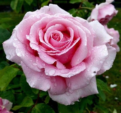 Pink Bush Rose Rosa Hardy Zones 3 9 Double Flowers Shrub 5 Etsy Canada