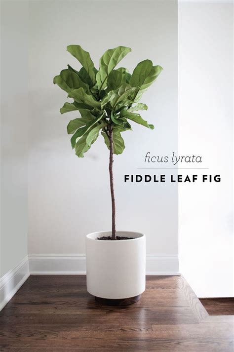 .home depot was selling the fig trees i had a mini panic attack & called the home depots in our want to really learn how to care for a fiddle leaf fig? Interiors & Exteriors: Fiddle Leaf Fig - The Brunette One