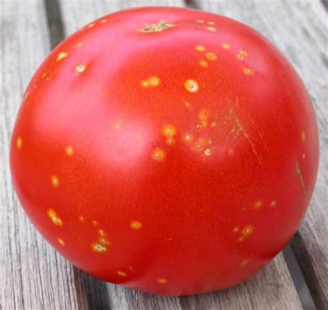 Top 10 Tomato Problems And What To Do About Them This Is Probably