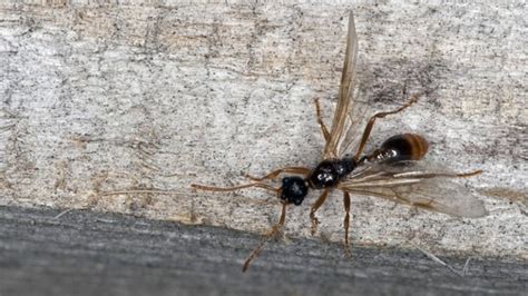 Ameisen als indikator für schimmel Fliegende Ameisen in Haus und Garten vertreiben: Tipps