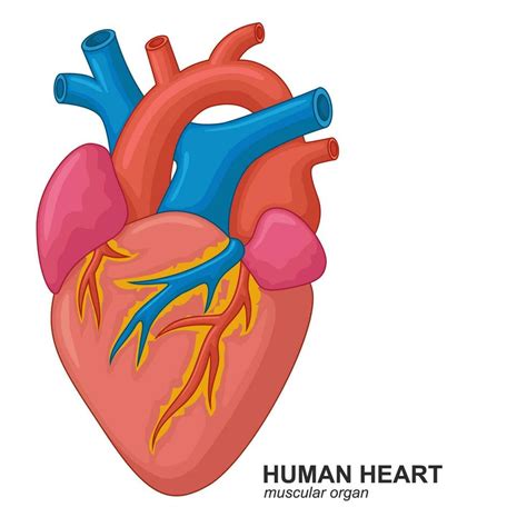 Humano Corazón Dibujos Animados Vector Ilustración 24722767 Vector En