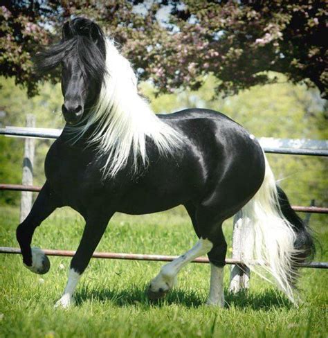 Azabache Pretty Horses Horses Friesian Stallion