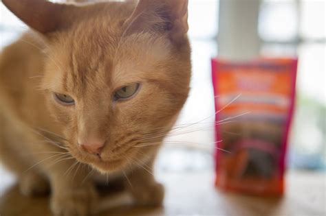Can my cat eat bananas? N is for: Natural Balance Cat Food - e is for eat