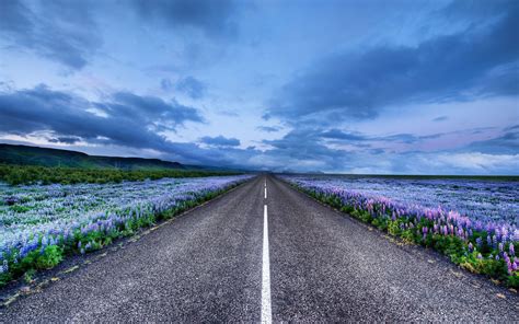 Nature Landscapes Roads Asphalt Stripes Lines Flowers Fields