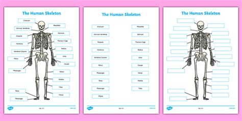 Human Skeleton Labelling Sheets Scientific Names Body Labels