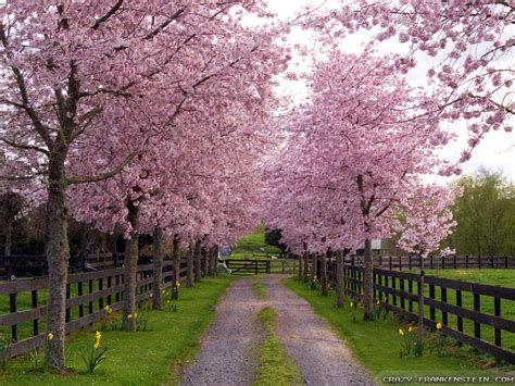 This wonderful time captured in various colorful spring images. spring-season-3-wallpapers-1024x768 - 4218 - The Wondrous Pics