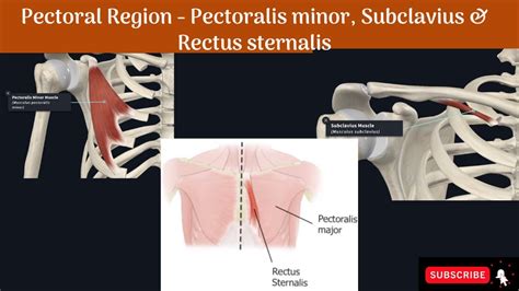 Pectoral Region Pectoralis Minor Subclavius And Rectus Sternalis