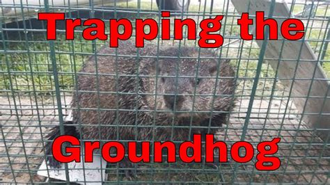 Visit my nationwide pro directory of wildlife removal. Live Trap and Release of a Groundhog - YouTube