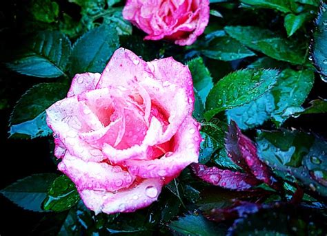 Pink Rose With Raindrops In The Garden Stock Image Image Of Elegant