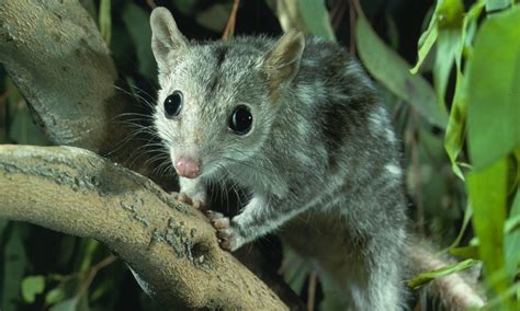 Endangered Quoll Discovered On Western Australian Island Environment