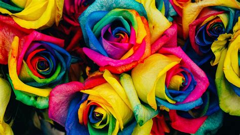 Colorful Roses Wallpapers Top Free Colorful Roses Backgrounds