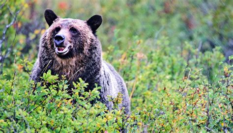 Huckleberry Maps Locate Hungry Grizzly Bears Laptrinhx