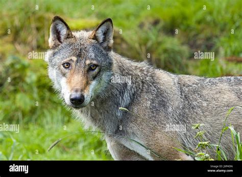 Eurasian Wolf Canis Lupus Lupus Also Known As Common Wolf Or Middle
