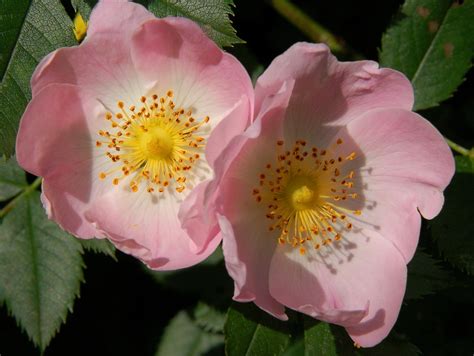 Wild Rose Bach Flower Remedy Rio Hibler Bach Flower Consultant
