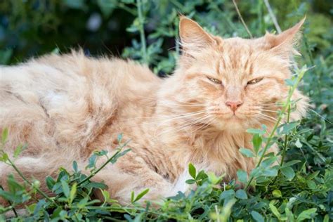 How to choose the right food for your cat. Telltale Signs an Old Cat Is Dying | LoveToKnow