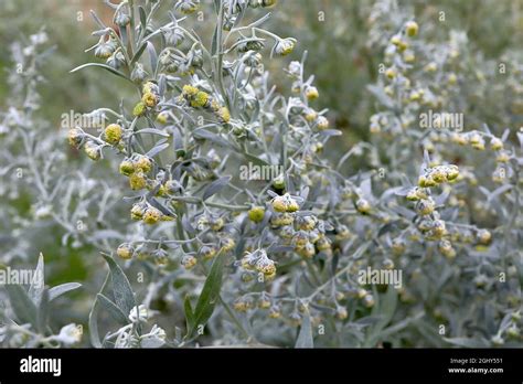 Artemisia Absinthium Common Wormwood Tall Stems Of Dark Yellow