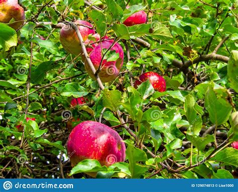 Beautiful Apples In The Tree Stock Image Image Of Outdoor Natural