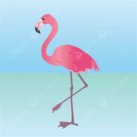 Pink Flamingo Exotic Flamingos Illustration Vector Exotic Flamingos