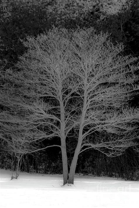 Snowy Tree Photograph By Sharon Mayhak Fine Art America
