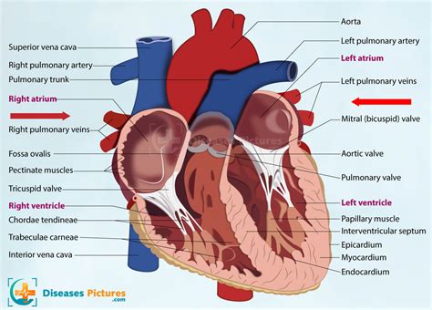 Press on the buttons to interact, including adding and removing. Where Is The Heart Located, Anatomy, Function, Chambers ...