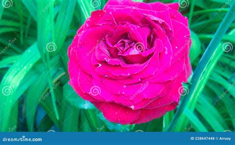 Pink Rosebud Stock Photo Image Of Shrub Peony Plant 228647448