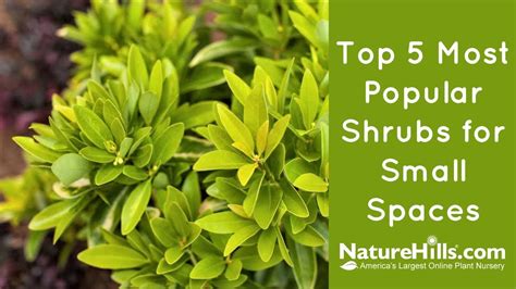 In addition to creating privacy, hedging is a great way to divide gardens, line the borders of a driveway, and adorn your home's foundation. Top 5 Most Popular Shrubs for Small Spaces | NatureHills ...
