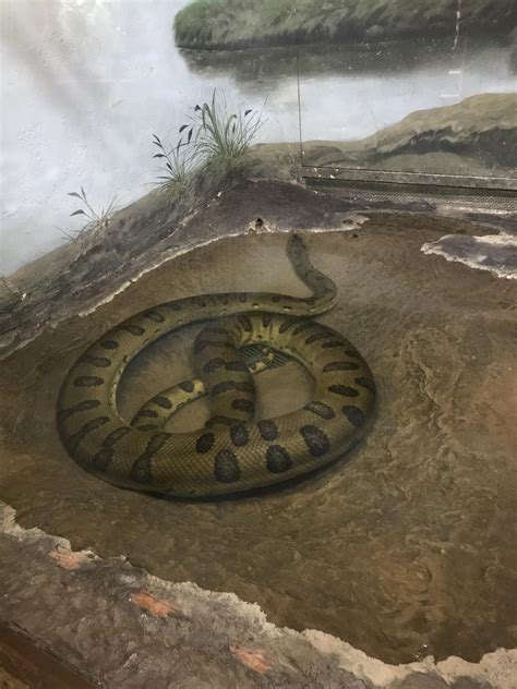 Anaconda At The Bronx Zoo Rsnakes