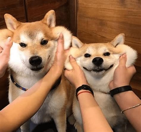 Straight from an owner, learn all about the shiba inu temperament, personality, quirks, & more of this dog breed. 19 Reasons To Never Adopt A Shiba Inu | HolidogTimes