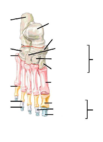 Foot Tarsal Bones Diagram Quizlet