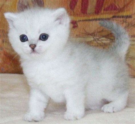 Cute, fun, affectionate kitten, that's me. Pin by madelta on Madelta | Pinterest