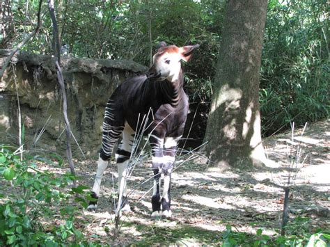 Bronx Zoo 2010 Okapi Calf In Congo Gorilla Forest Zoochat