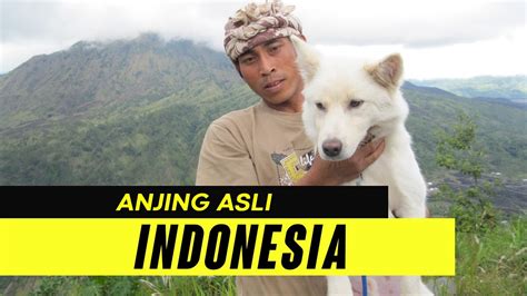 Mengenal Anjing Ras Asli Indonesia Youtube