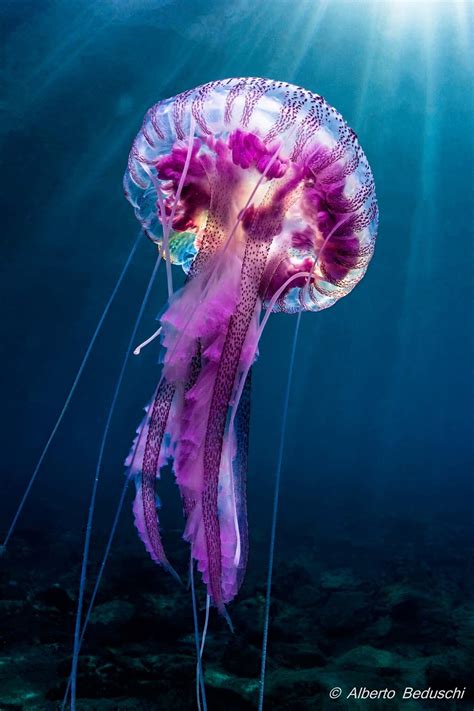 Big Purple Jellyfish Underwater Creatures Underwater Life Ocean