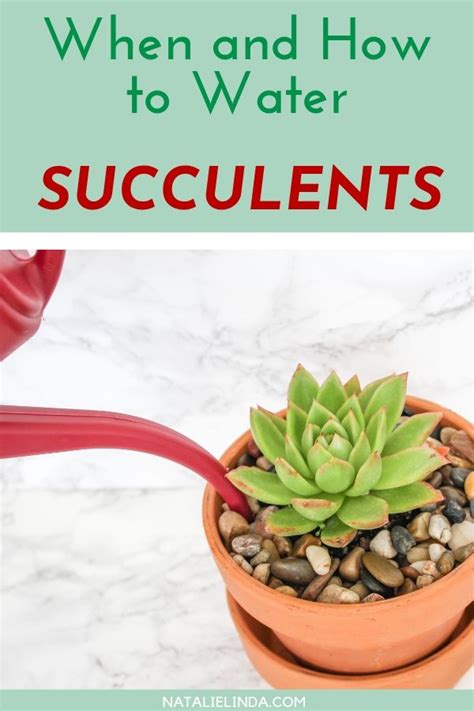 Maybe you would like to learn more about one of these? How to Water Succulents - the Right Way - Natalie Linda ...