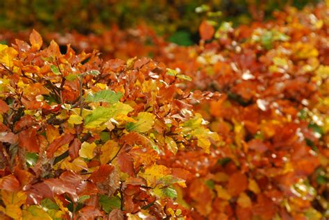 Dabei muss zwischen meteorologisch und kalendarisch unterschieden werden. Hainbuchenhecke » Wann ist die beste Pflanzzeit?