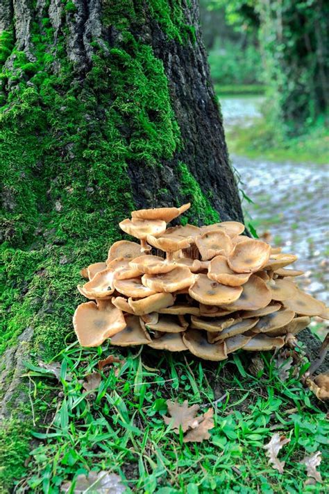 Fungus Fungi Mushroom On A Tree At The Forest Stock Photo Image Of