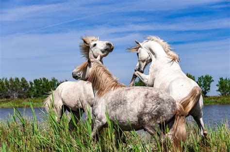 Explore Camargue On Horseback Equus Journeys