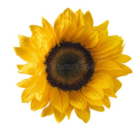 Download 55,000+ free flower vector images. Single Sunflower Isolated On White Background Stock Image ...