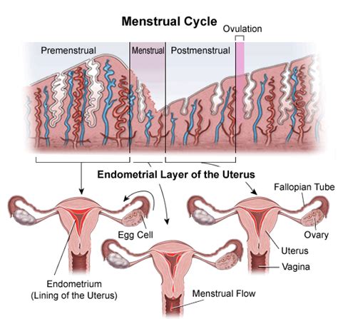 Stages Of The Menstrual Cycle Diagram