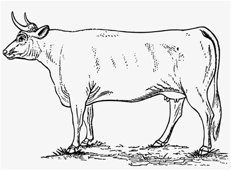 Cow Icons Png Free - Gambar Hewan Sapi Hitam Putih Transparent PNG