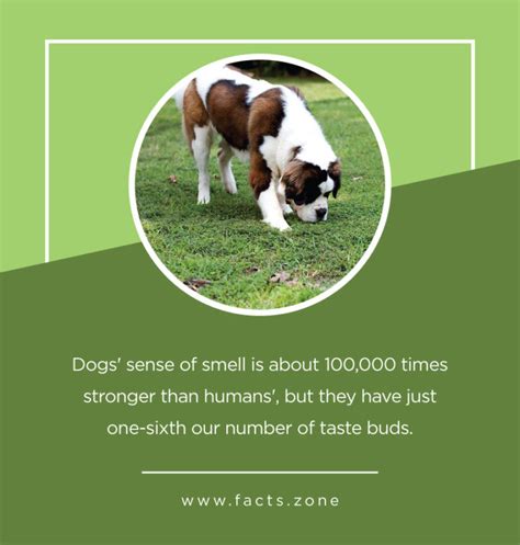 Dogs Sense Of Smell Is About 100000 Times Stronger Facts Zone
