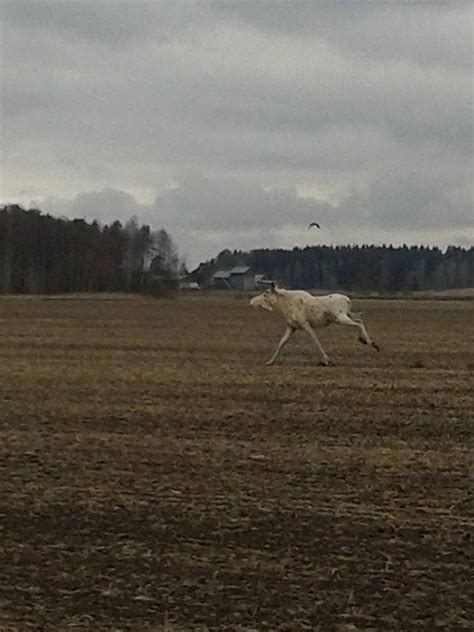 Free returns high quality printing fast shipping Friend spotted an albino moose in Finland today ...