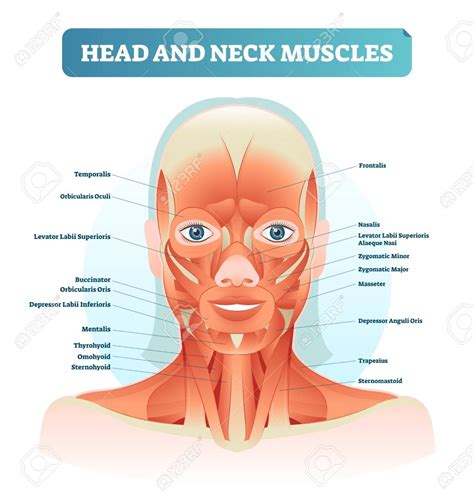 Head And Neck Muscles Labeled Anatomical Diagram Facial Vector