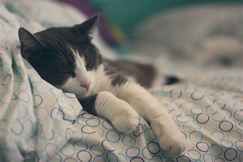 Sleepyhead Sleepy Animals Cats And Kittens Cat Nap